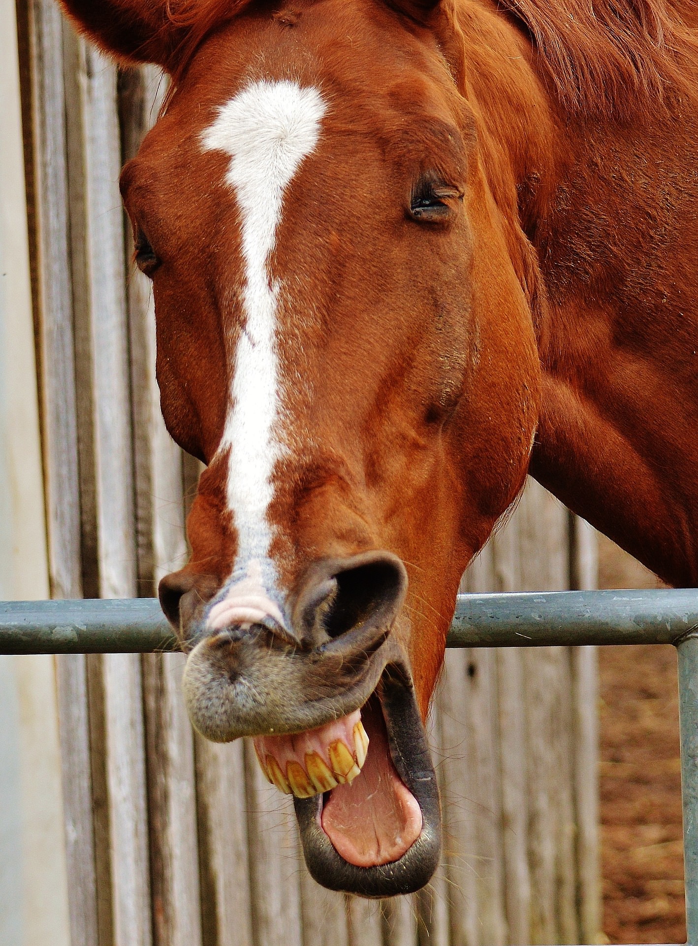 How to Make Your Horse Barn Safe | Champion Buildings